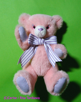 macaronbear 15