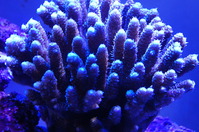 DSC00207