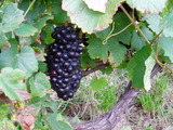 P1011283