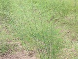 RIMG0293