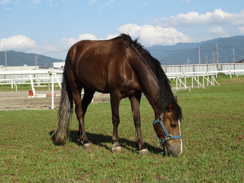 DSC07095