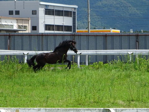 DSC00253