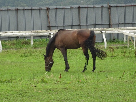 DSC02007