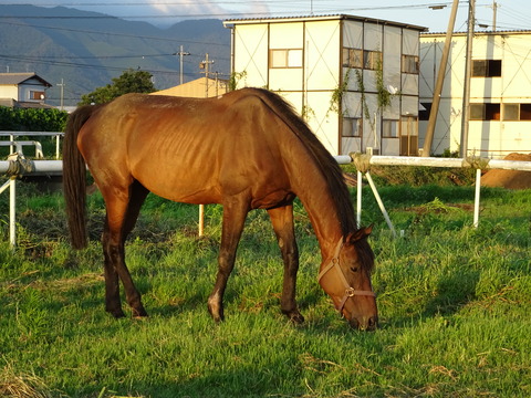 DSC09518