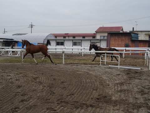 DSC00934