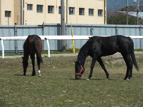 DSCF3417