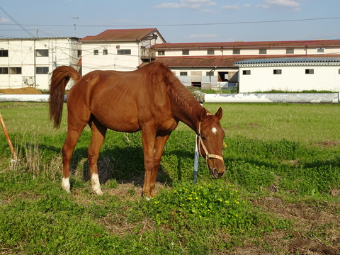 DSC03715