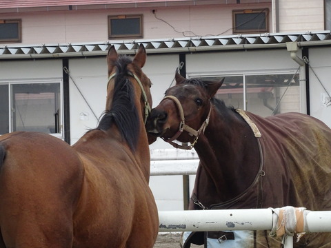 DSC00950