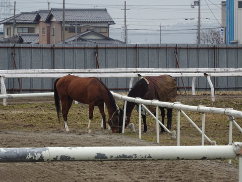 DSC00977