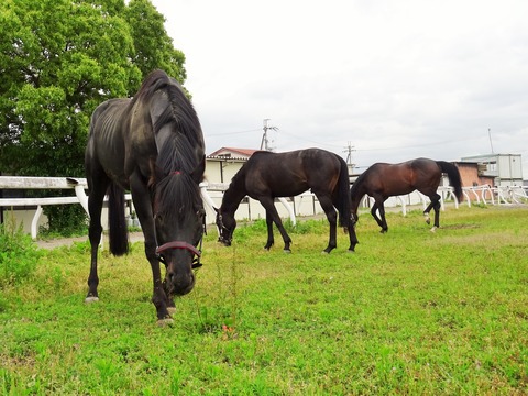 DSC01264 (2)
