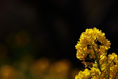 IMG_3807copy