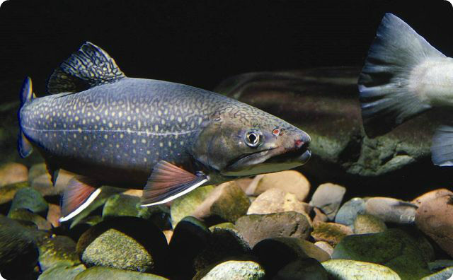 魚