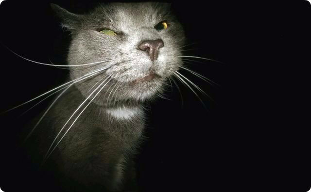 猫、不可解
