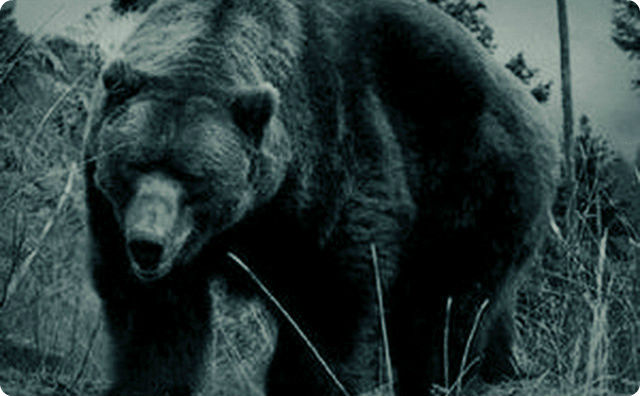 【山の奇妙な話】巨大熊と大イワナ