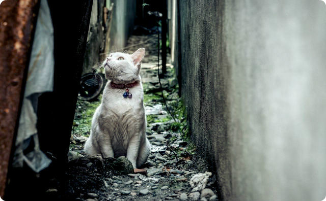 路地裏の猫