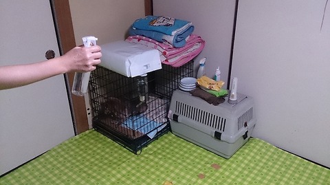 pet02