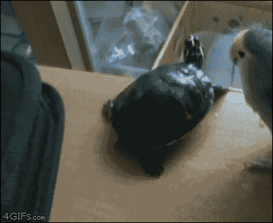 ボンクラはゴミバコへ