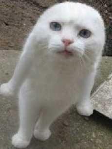 AAぬこ AAぬこ