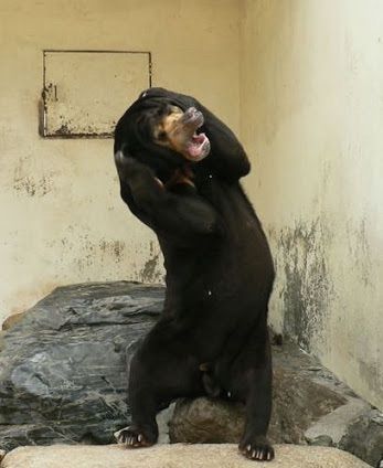 もうだめぽクマー