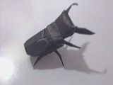 コクワガタver.2