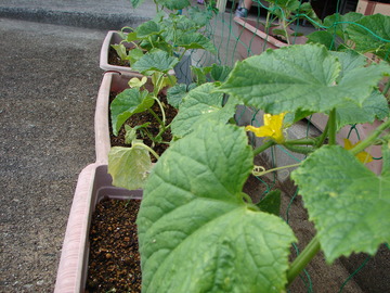 DSC00242