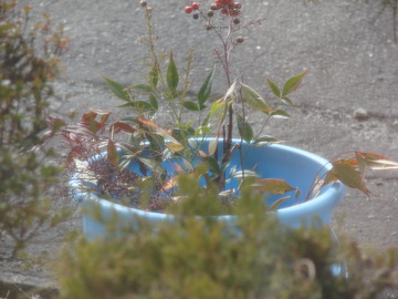 DSC02487
