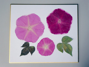 朝顔　昔の押し花の記録ノートです 朝顔 昔の押し花の記録ノートです