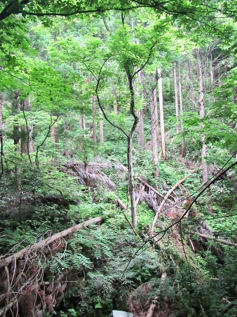 IMG_2704(1)