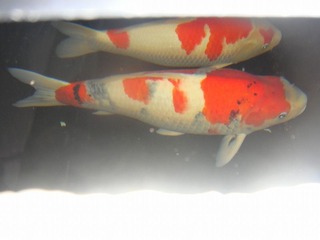 3s-