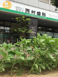 ひまわり