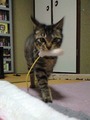 neko181