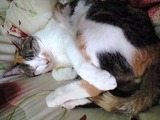 neko182