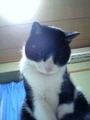 neko184