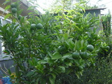DSC06379
