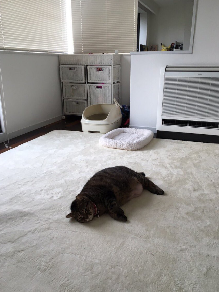 キャプチャ