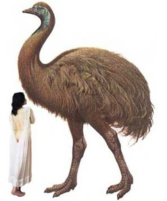 キャプチャ
