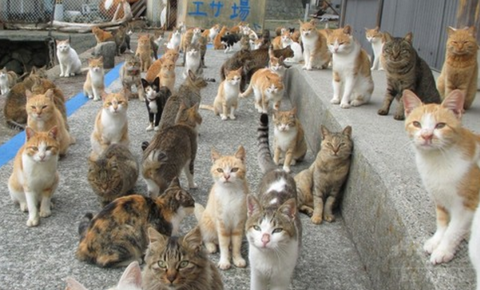 キャプチャ