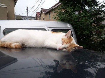 キャプチャ