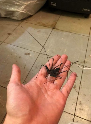 キャプチャ