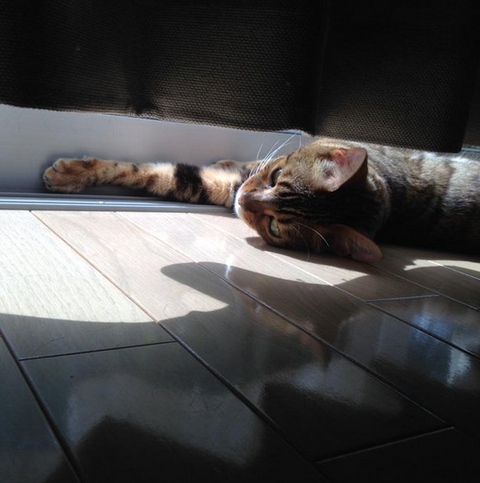 キャプチャ