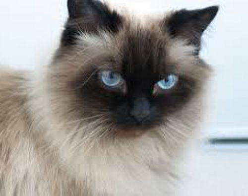 【２ｃｈ犬・猫】ヒマラヤンの性格と可愛い画像