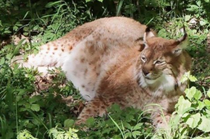 キャプチャ