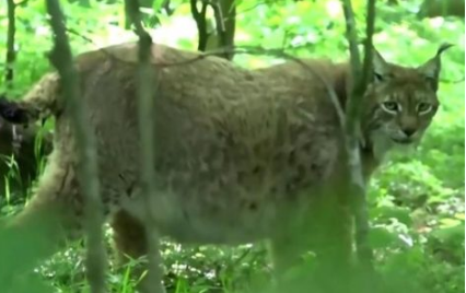 キャプチャ