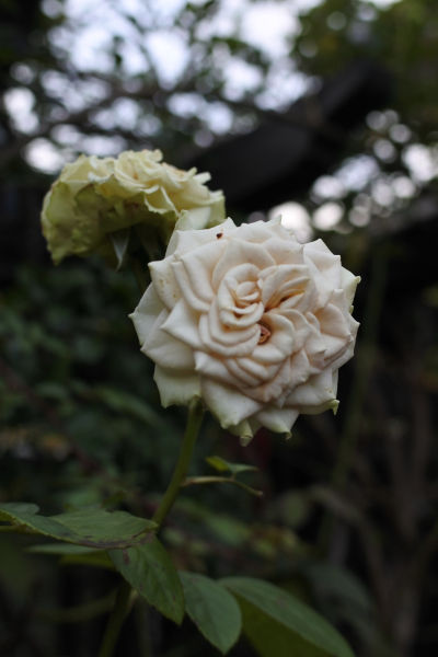 DSC_6878