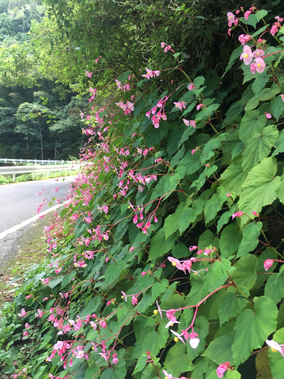 シュウカイドウ