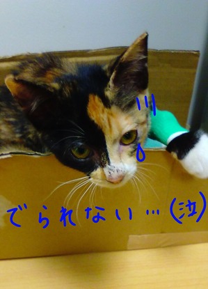 みや 出られない