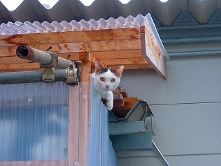 仮設の猫