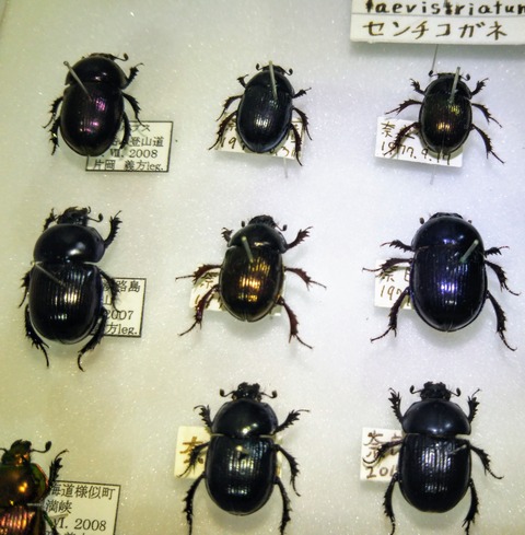 特価 オオセンチコガネ（ルリセンチ） 30匹 61407779-s.jpg