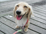 子犬