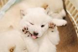 犬のしつけ